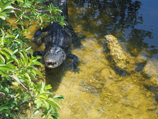 Alligator in den Everglades