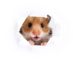 Fototapeta na wymiar Little hamster looking up in paper side torn hole 