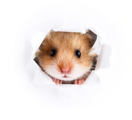 Little hamster looking up in paper side torn hole 