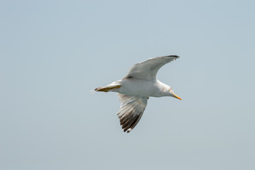 Seagull flying upon the sea