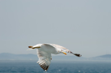 Seagull flying upon the sea