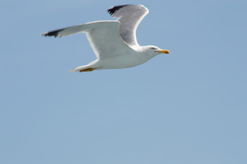 Seagull flying upon the sea