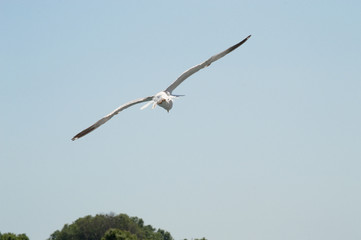 Fototapeta na wymiar Seagull flying upon the sea