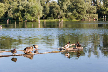 Ducks on the Danube