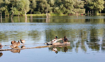 Ducks on the Danube