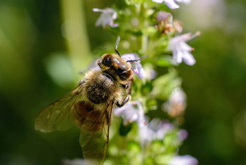 Bee collecting pollen from thyme flowers. macro photography