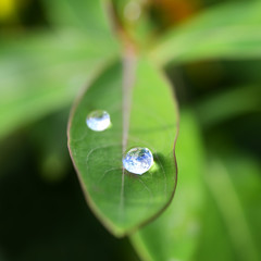 Plants and water protect the earth. Elements of this image furnished by NASA.