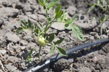Young tomato plant growing with drip irrigation system