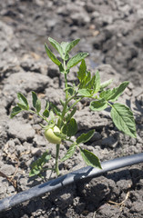 Young tomato plant growing with drip irrigation system