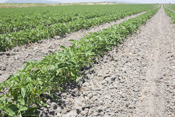 Furrows of young tomatoes plants
