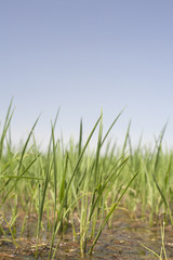 Young rice are growing in paddy fields, Vegas Altas del Guadiana
