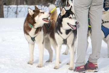 Beautiful husky dog in winter snowy day
