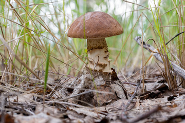 boletus mushroom grows through leaves