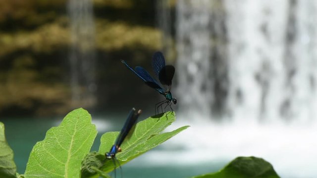 Dragonfly landing on a leaf and opening wings in front of waterfall. Dragonfly standing on green leaf,