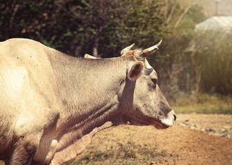 cow in the outdoor farm