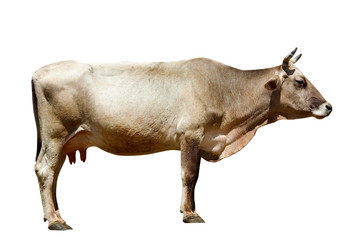 cow isolated on white