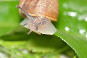 escargot
