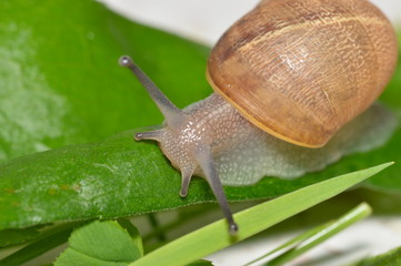 escargot