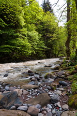 Beautiful Georgian landscape in summer,River in forest. Georgia, Caucasus