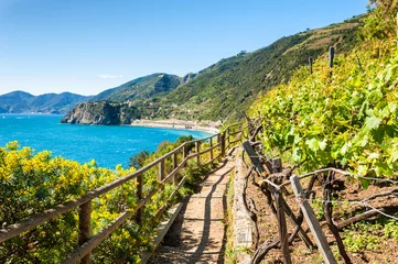 Fotobehang Liguria Pad in wijngaarden, prachtig uitzicht op de zee