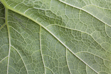 Close up green pumpkin leaf