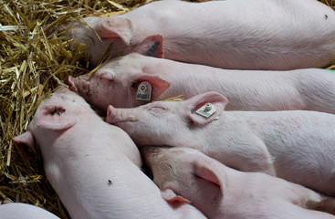 Piglets sleeping on straw