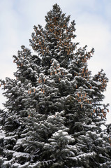 spruce , ель зимой