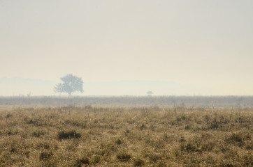Fototapeta na wymiar Hazy morning in the Hortobagy National Park, Hungary