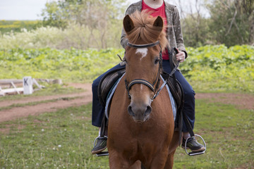 Horse on the practice field in a day