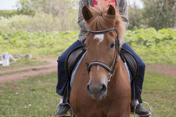 Fototapeta premium Horse on the practice field in a day