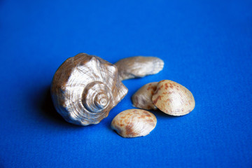 Seashells on a blue background / Variety of sea shells on a blue background in Nesebar (Bulgaria)