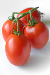 Tomatensorte 