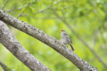 囀るウグイス(Japanese Bush Warbler)