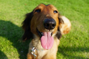 芝生　犬　ペット　ミニチュアダックス　ダックスフンド　笑顔　笑う　可愛い