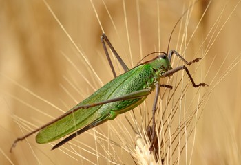 Large green grasshopper among the wheat spikes