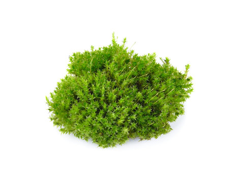 green mos on white background