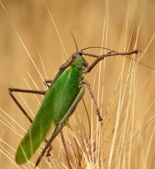 Large green grasshopper among the wheat spikes
