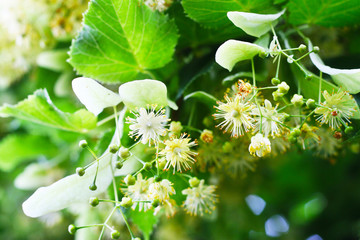 Lindenblüte im Juni, Sammeln von Lindenblüten für Lindenblütentee, Hausmittel gegen Erkältung,...