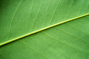 Fototapeta na wymiar Leaf texture.