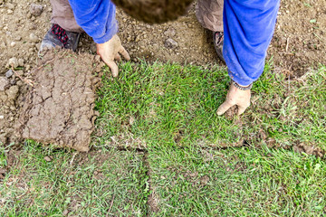 Unrolling grass, applying turf rolls for a new lawn