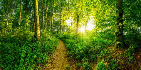 Fototapeta premium Weg durch den Wald bei Sonnenuntergang