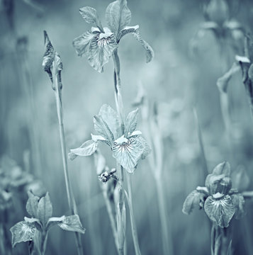 Fototapeta Iris Flowers    