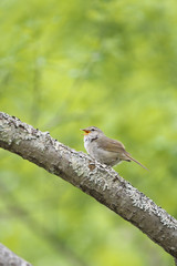 囀るウグイス(Japanese Bush Warbler)