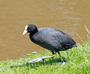 Blässhuhn