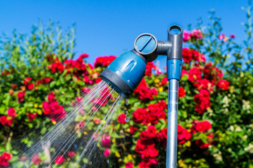 Gartendusche mit Rosen Hintergrund