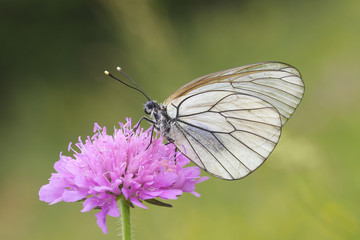 Obraz na płótnie Canvas Female of Black-veined White butterfly, Aporia crataegi