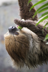 Fototapeta premium two-toed sloth eating cucumber