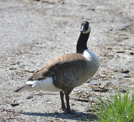 Gans am Rhein © blesi