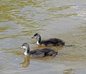 Blässhuhn mit Nachwuchs