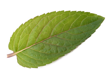 Fototapeta na wymiar Fresh mint leaf
